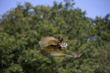 Hibou Grand Du Du Cap bubo capensis
