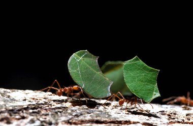 FOURMI COUPEUSE DE FEUILLES atta