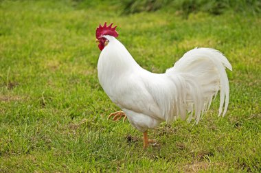Coq Leghorn.