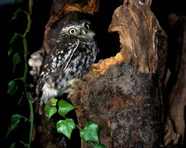 Chouette Cheveche athene noctua