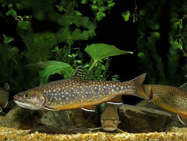 Saumon De Fontaine salvelinus fontinalis