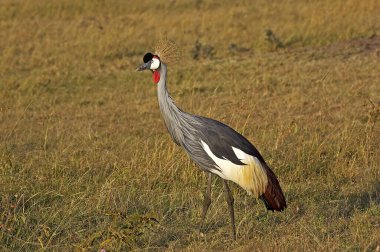 Grue Couronnee Royale Balearica regulorum