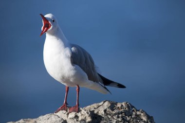 Mouette De Hartlaub larus hartlauthe