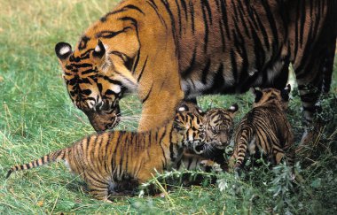 Tigre De Sumatra panthera tigris sumatrae