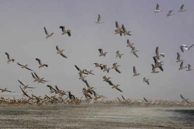 Pelikan Blanc pelecanus onocrotalus