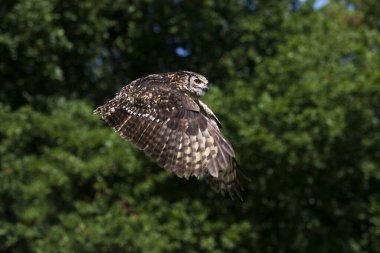 Hibou Grand Du Du Cap bubo capensis