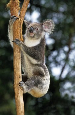Koala phascolarctos cinereus