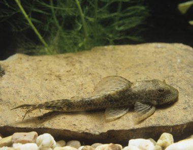 Pleco hypostomus punctatus