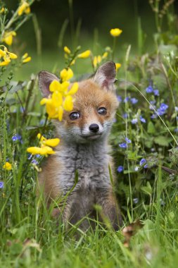 Renard Roux vulpes vulpes