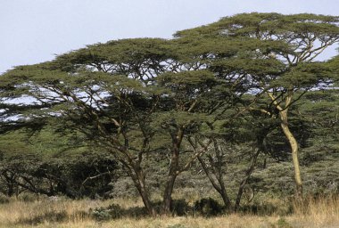 Kenya