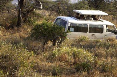 Panorada leopar panthera pardus
