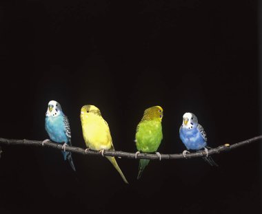 Perruche Ondulee melopsittacus undulatus