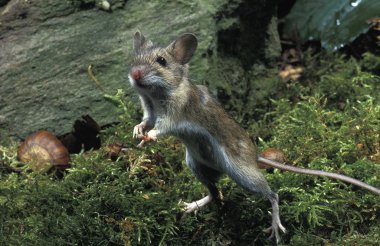 Mulot A Collier Roux apodemus flavicollis