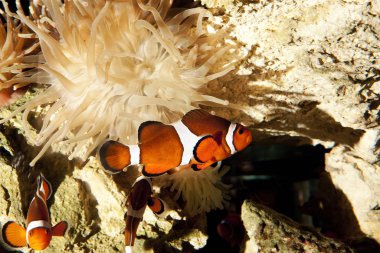 Zehirli Palyaço A Trois Bandes amfiprion ocellaris