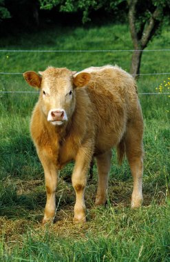 Limousin