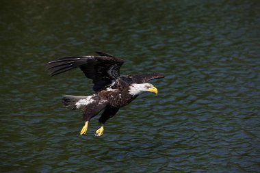 Pygargue A Tete Blanche haliaeetus leucocephalus