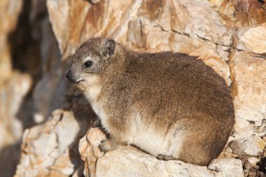 Daman Des Rochers procavia capensis