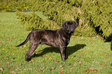 Cane corso