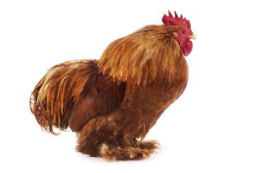 Coq Brahma