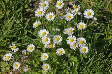 Paquerette bellis perennis