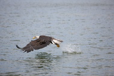 Pygargue A Tete Blanche haliaeetus leucocephalus