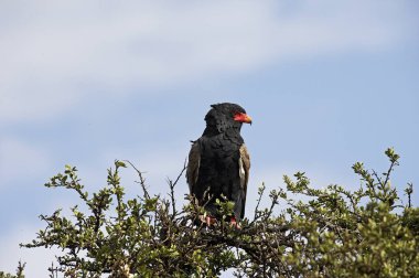 Aigle Bateleur terathopius ekaudatus