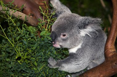 Koala phascolarctos cinereus