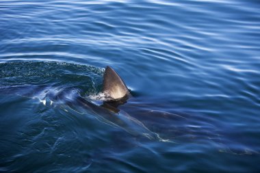 Büyük Requin Blanc carcharodon carcharias