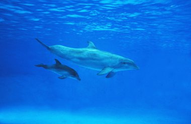 Büyük Veliaht Tursiops Truncatus