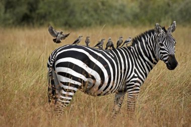 Zebre De Burchell equus burchelli