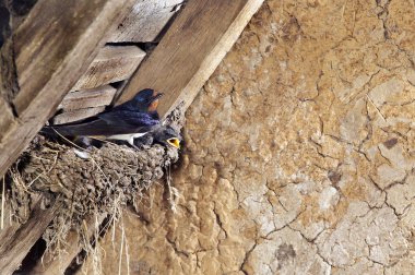 Hirondelle De Cheminee hirundo rustica