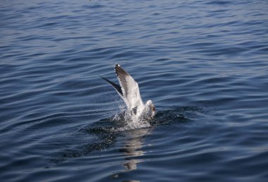 Goeland Dominicain larus dominicanus