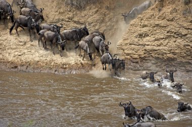 Gnou Bleu Taurinus 'u canlandırıyor.