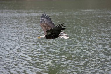 Pygargue A Tete Blanche haliaeetus leucocephalus