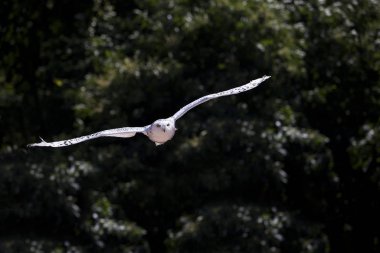 Chouette Harfang nyctea skandiaca