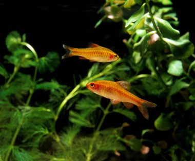 Barbus Cerise puntius titteya
