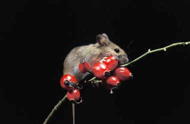 Mulot A Collier Roux apodemus flavicollis