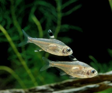 Pristella pristella maxillaris