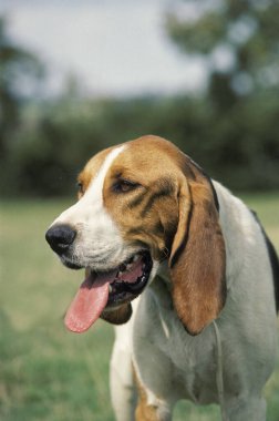 Chien D 'Artois