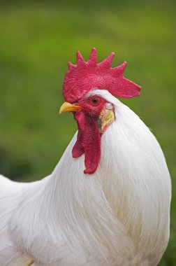 Coq Leghorn.