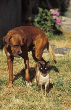 Chien et sohbet