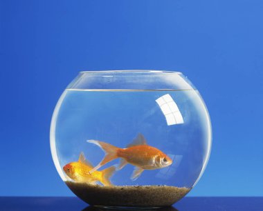 Akvaryum D 'Eau Douce