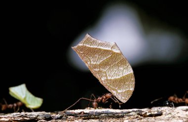 FOURMI COUPEUSE DE FEUILLES atta