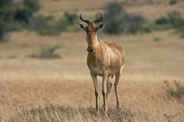 Bubale alcelaphus buselaphus