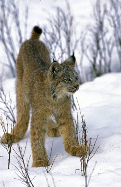Lynx Du Canada vaşak kanadensis