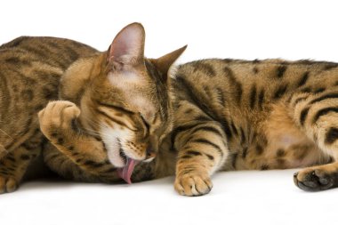 Bengal Kahverengisi Benekli Tabby