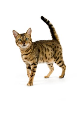 Bengal Kahverengisi Benekli Tabby