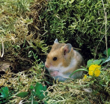 Hamster Dore mezozetus auratus