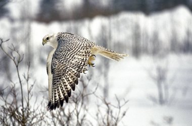 Faucon Gerfaut Falco Rusticolus