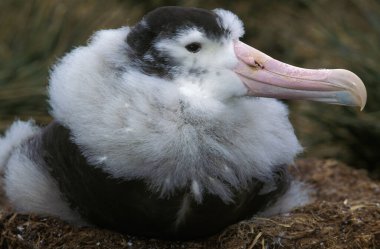 Albatros Royal diomedea epomophora